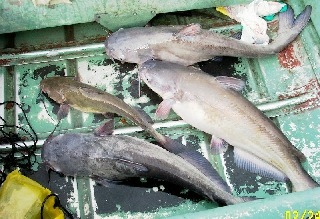 My boatload of catfish