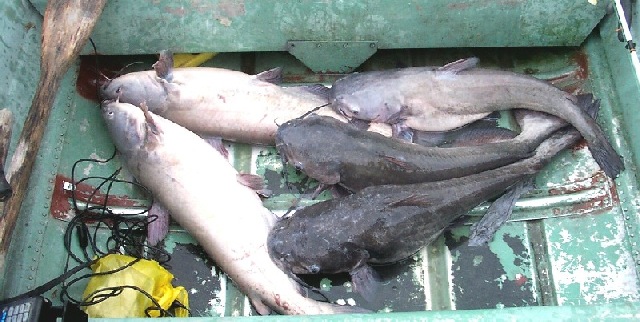 more cats in the bottom of boat