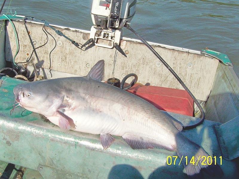 MY 17.5 pound 33 inch  BLUECAT July 14 2011!