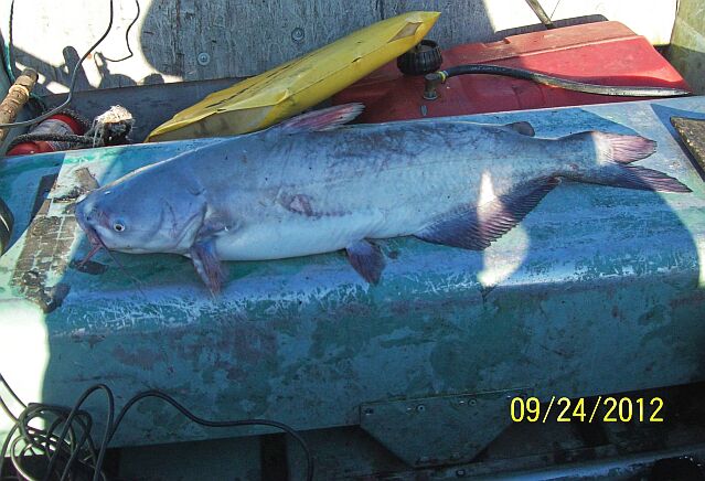 MY 7 pound 10 oz. BLUECAT Sept. 24 th.2012!