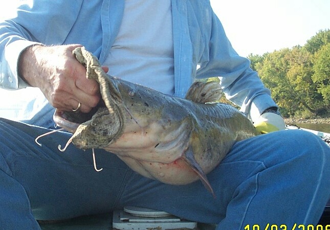 My 20 pounder FLATHEAD CAT OF Oct 4th.2006 