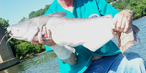 A nice BLUECAT