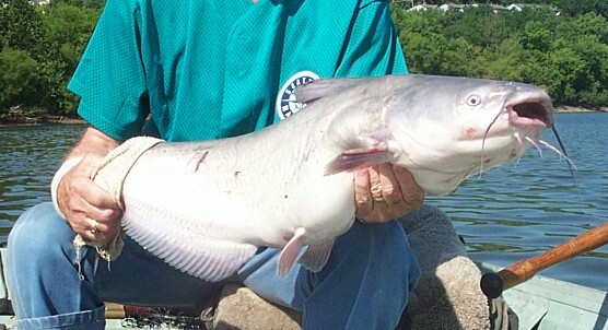 32 inch blue cat