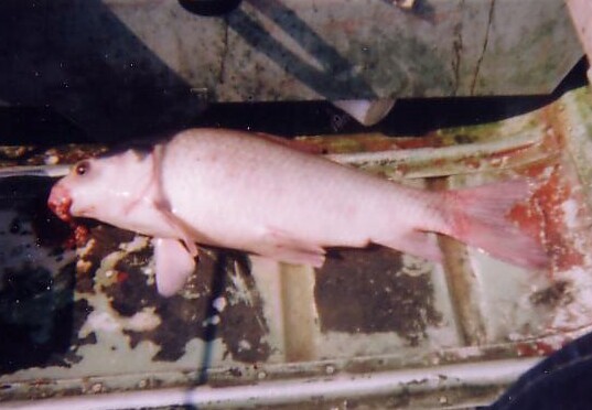 7.8 pound carp caught on beef liver