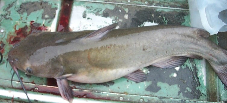 My BIG CHANNEL CAT OF sept 11th. 2006 8.8 pound CHANNEL CATFISH