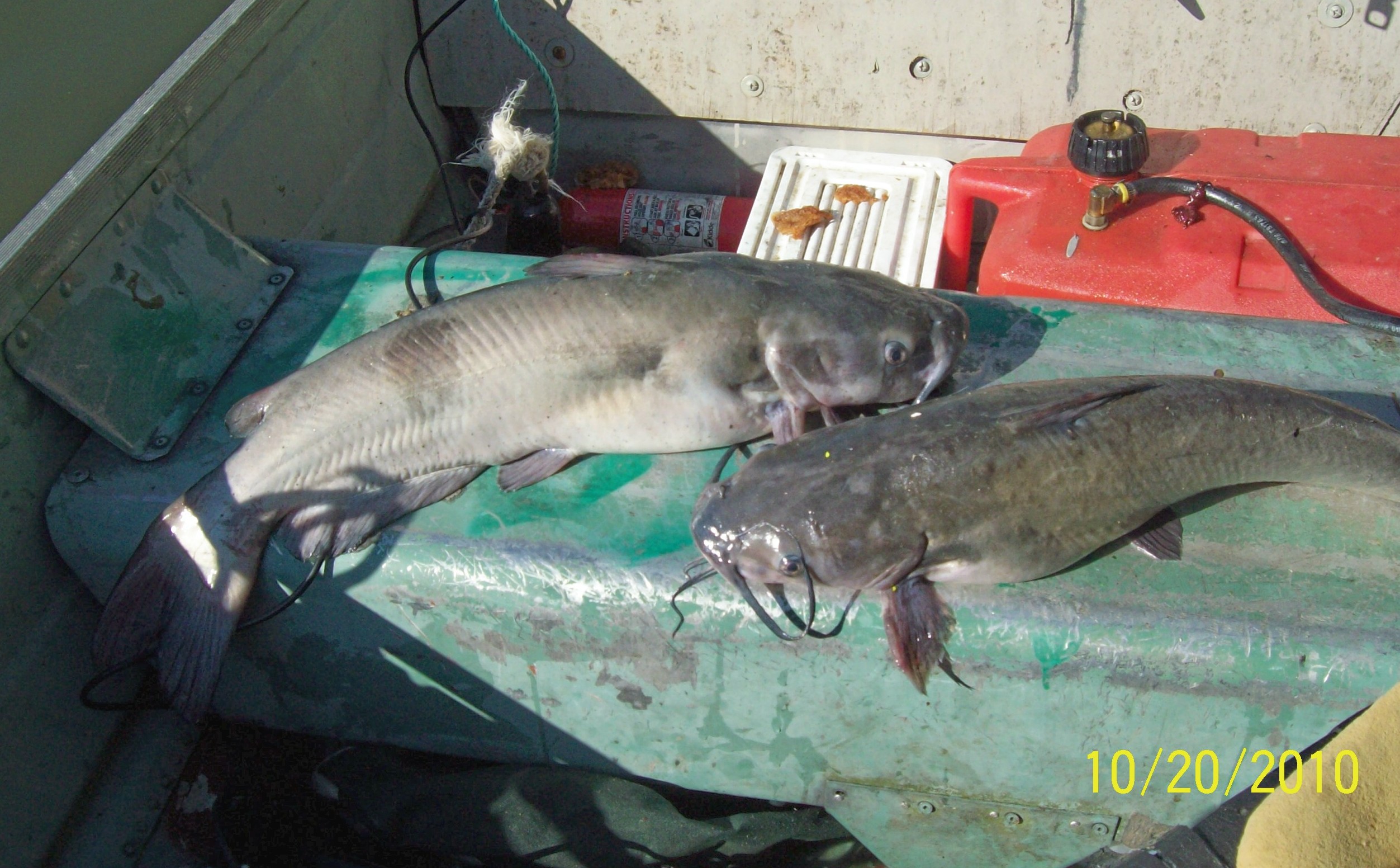 MY 8 & 6 pound Channel cats from Oct 20 th. trip.