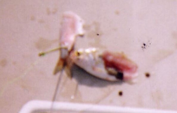 how Mike baits his cut SHAD