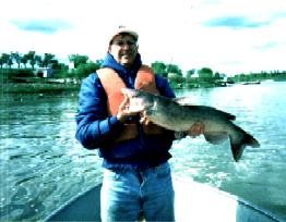 huge Channel Cat from Lockport